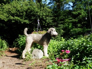 Casey stands in sunny garden