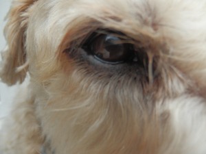 Willow eye closeup