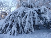 heavy snow on huge bush